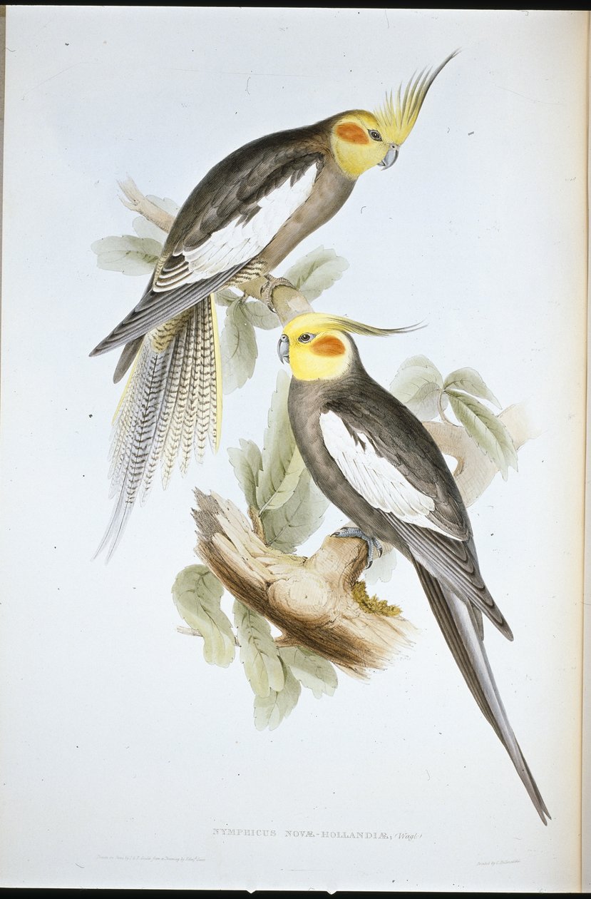 Kaketoe Parkiet door John (after) Gould