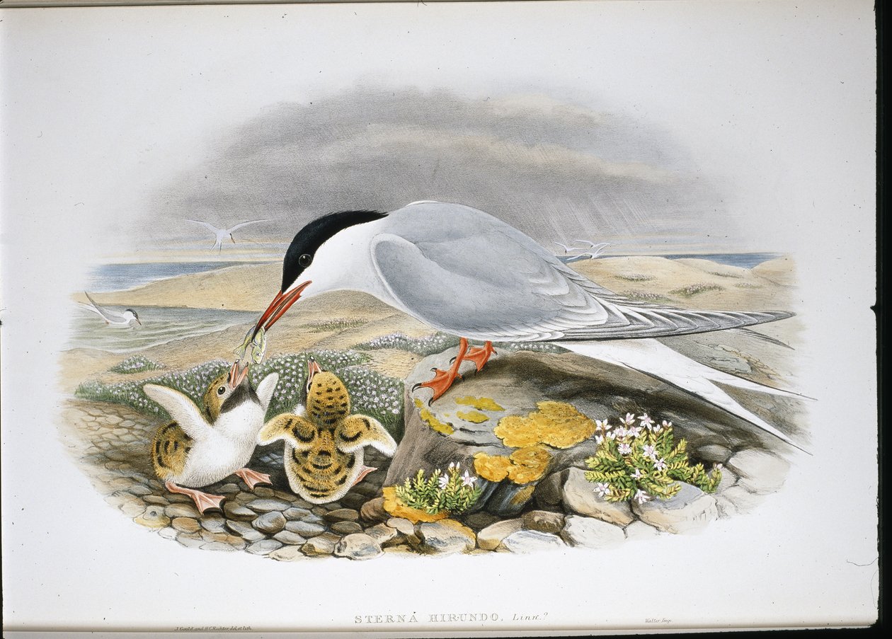 Visdief (Sterna Hirundo) door John (after) Gould