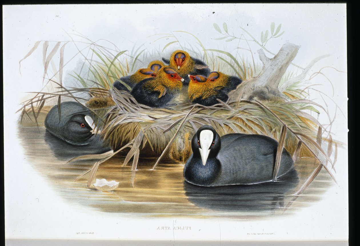 Meerkoet (Fulica Atra) door John (after) Gould