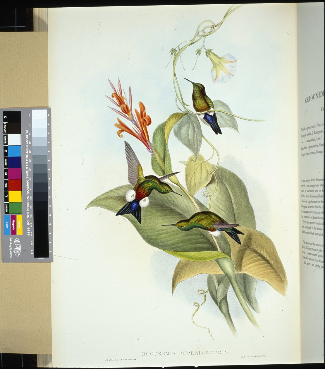 Koperbuik Puff Leg door John (after) Gould