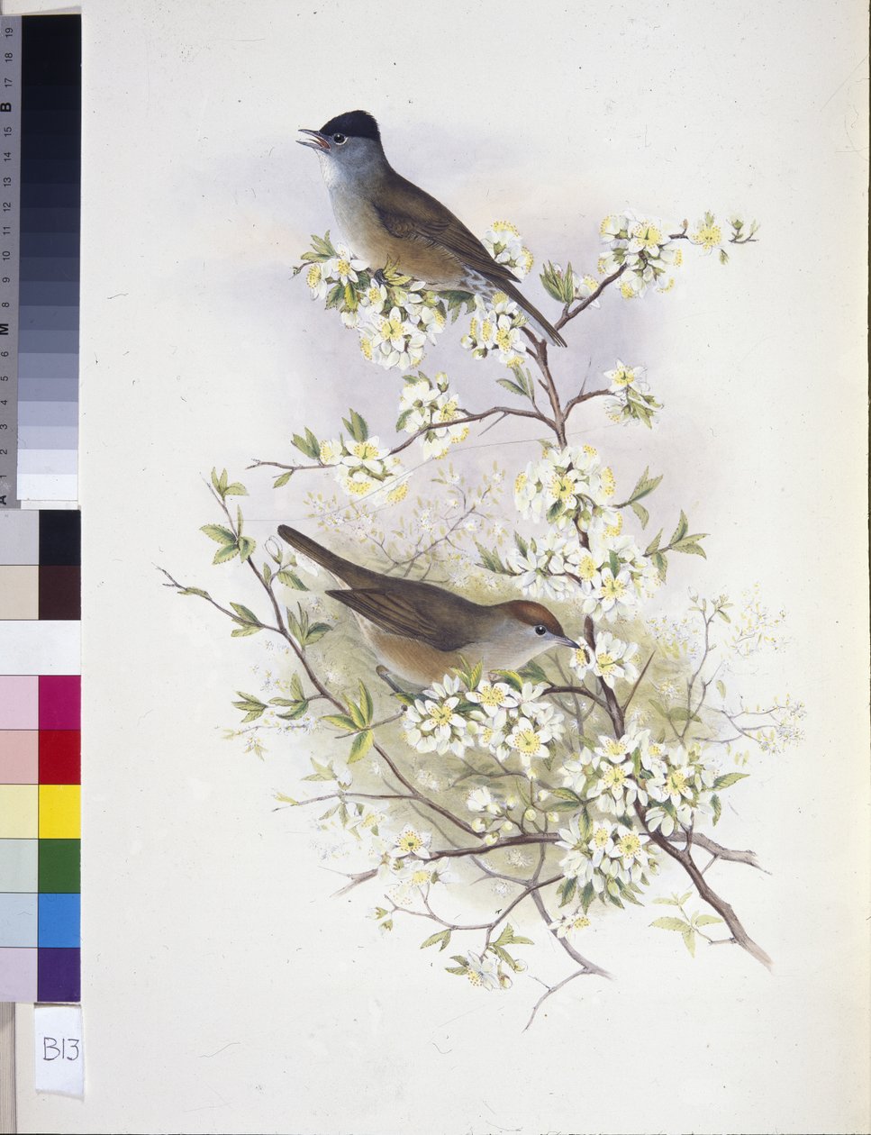 Zwartkop (Sylvia atricapilla) door John (after) Gould