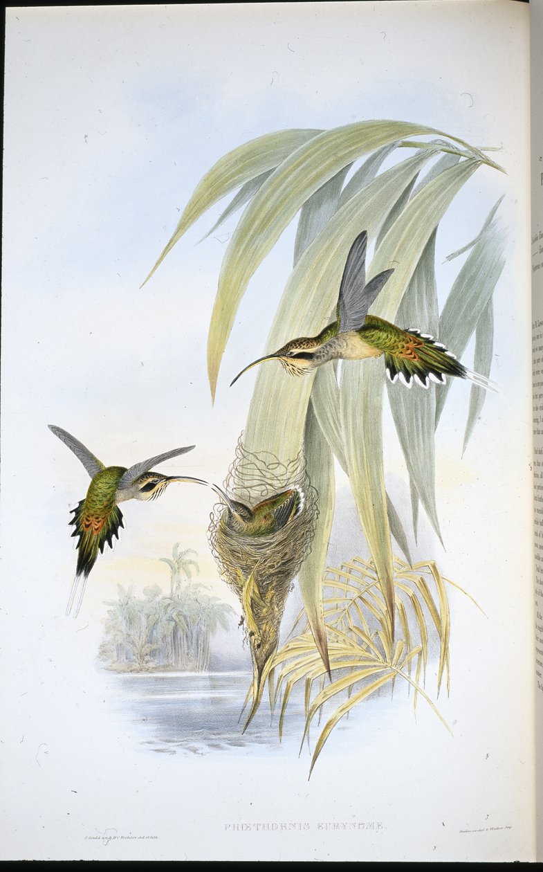 Eurynome Heremiet door John (after) Gould