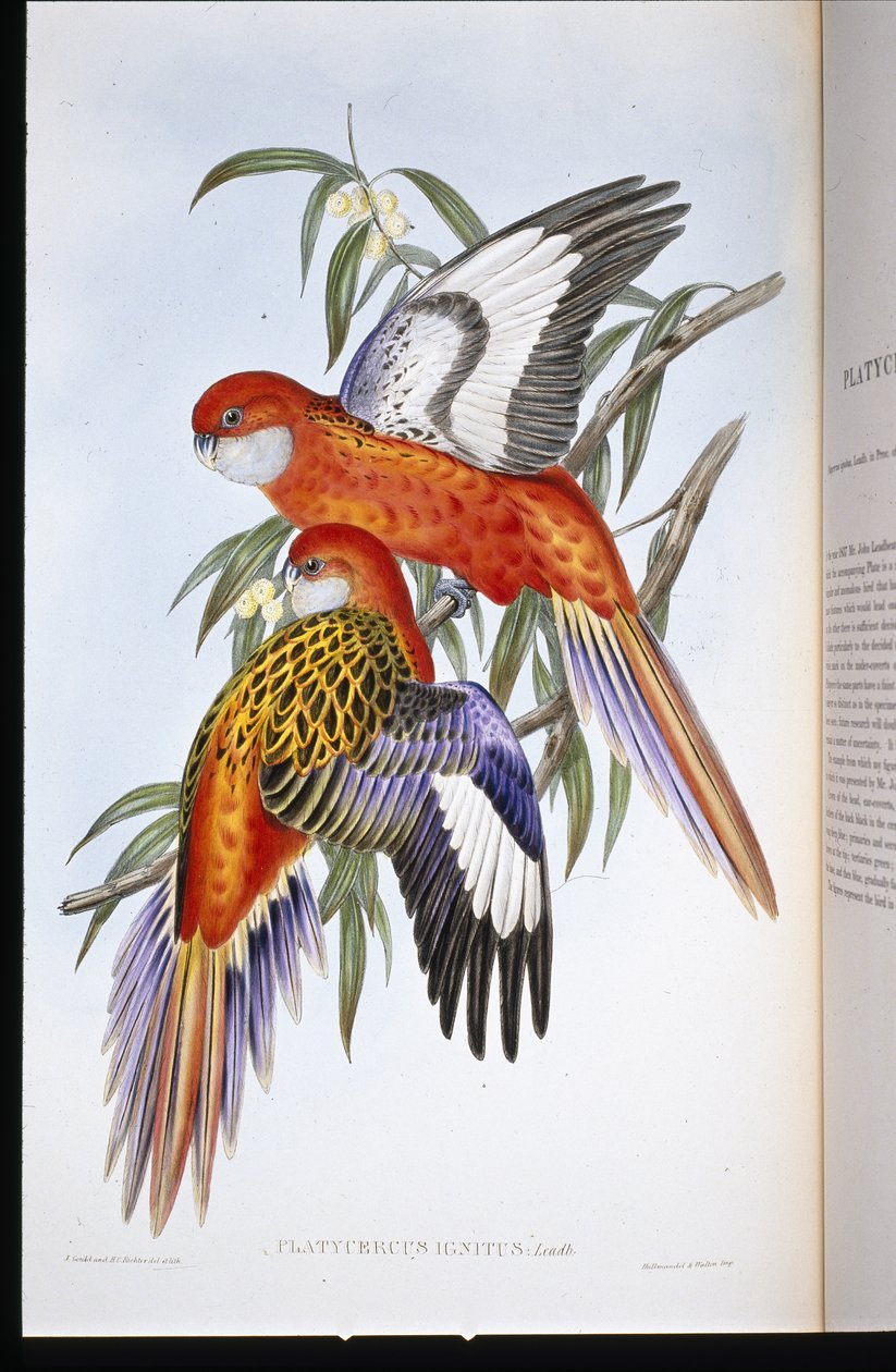 Vurige Parkiet door John (after) Gould