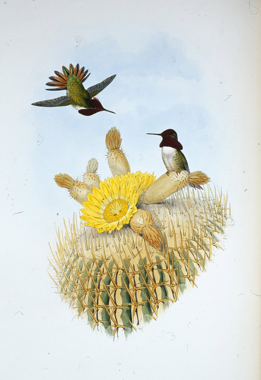 Floresi