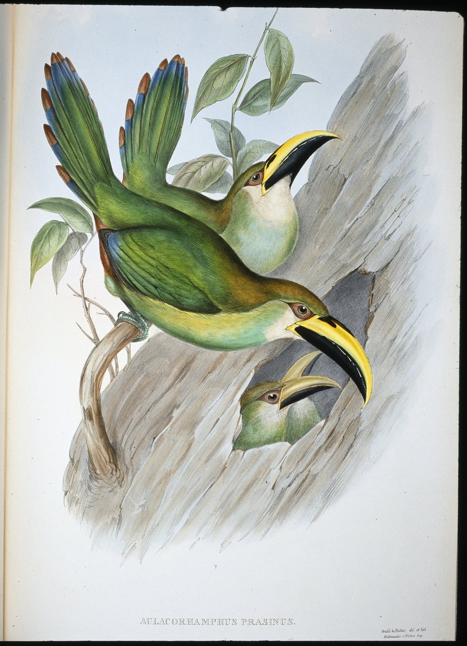 Goudgroene Groefsnavel Toekan door John (after) Gould