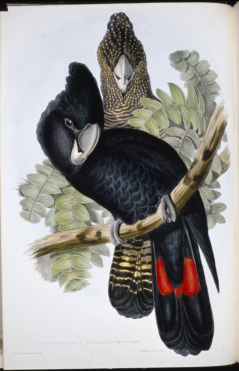 Grootgesnavelde Zwarte Kaketoe door John (after) Gould