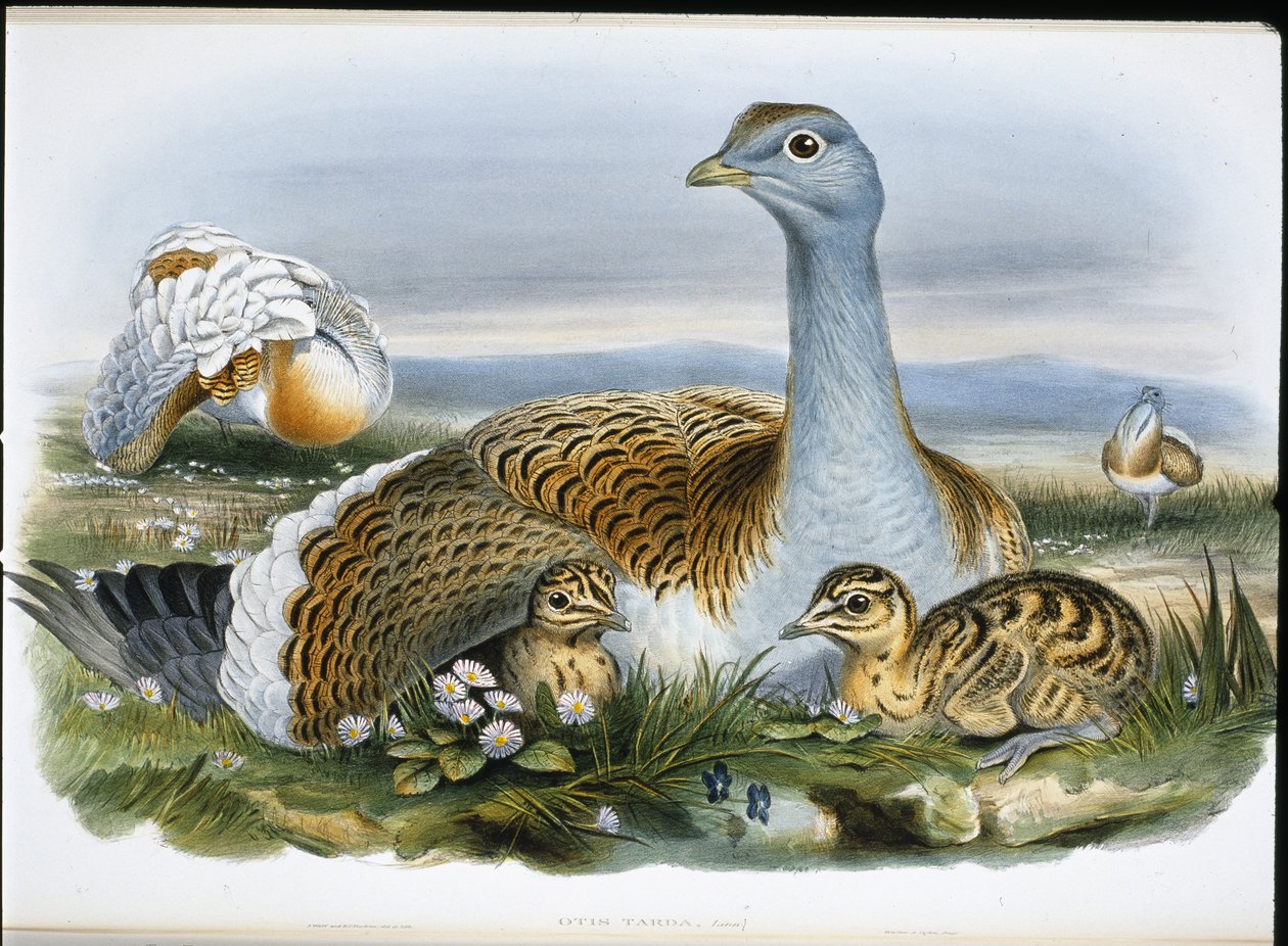 Grote trap door John (after) Gould