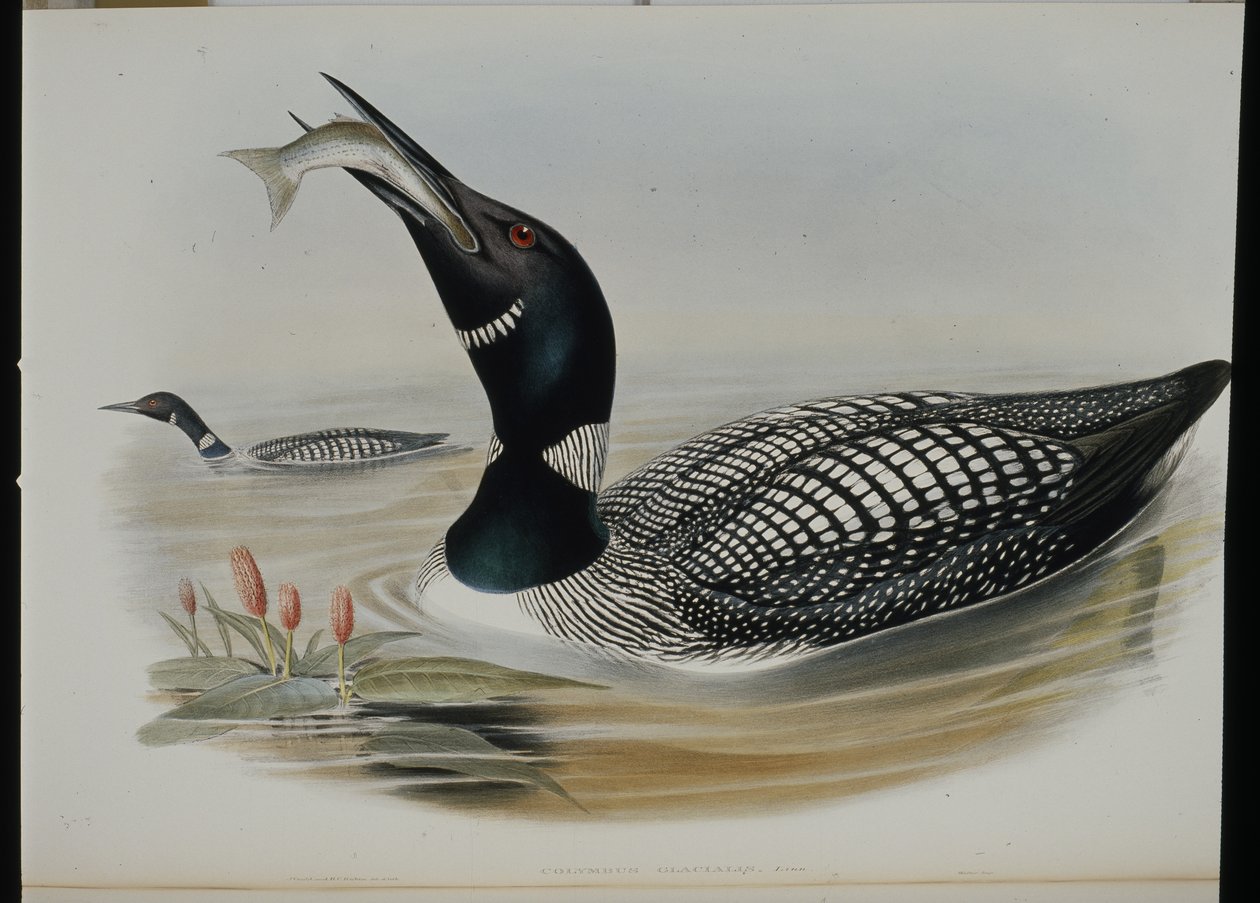 Grote noordse duiker (Colymbus Glacialis) door John (after) Gould
