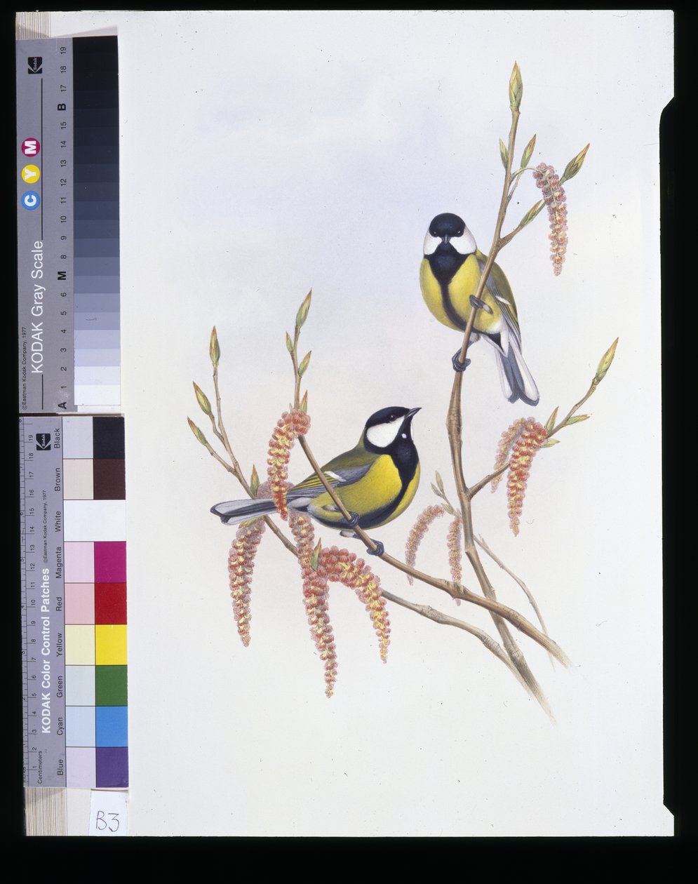 Koolmees (Parus Major) door John (after) Gould