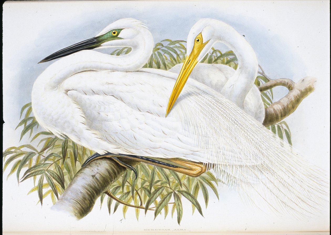 Grote zilverreiger (Herodias Alba) door John (after) Gould