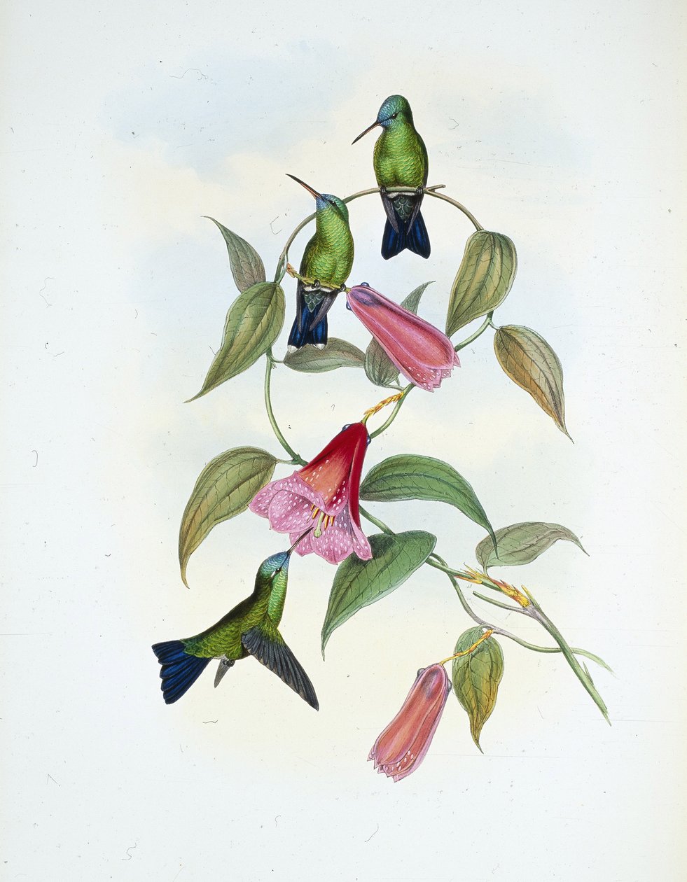 Groene & Blauwe Saffier door John (after) Gould
