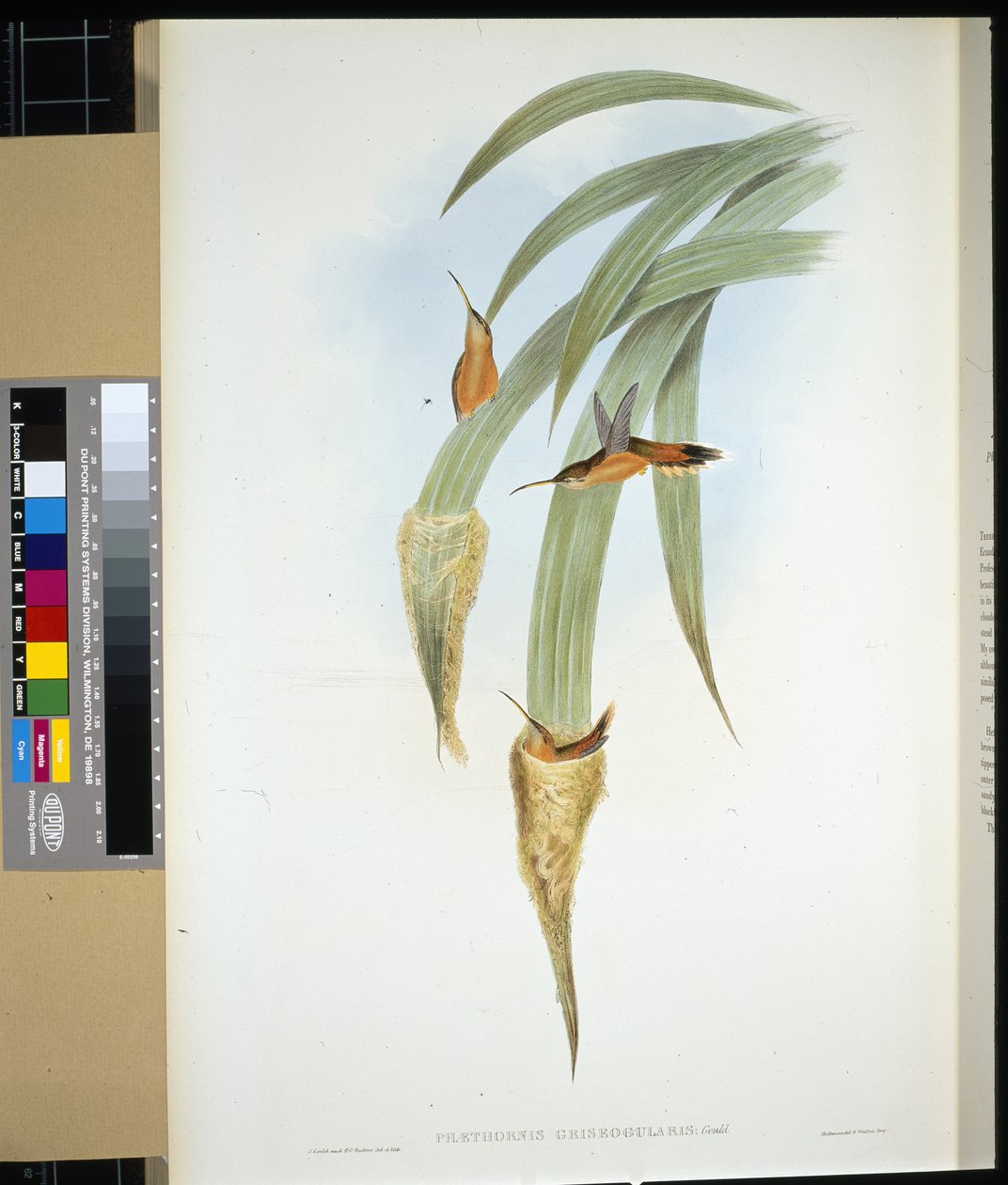Grijskeelheremiet (phaethornis griseogularis) door John (after) Gould