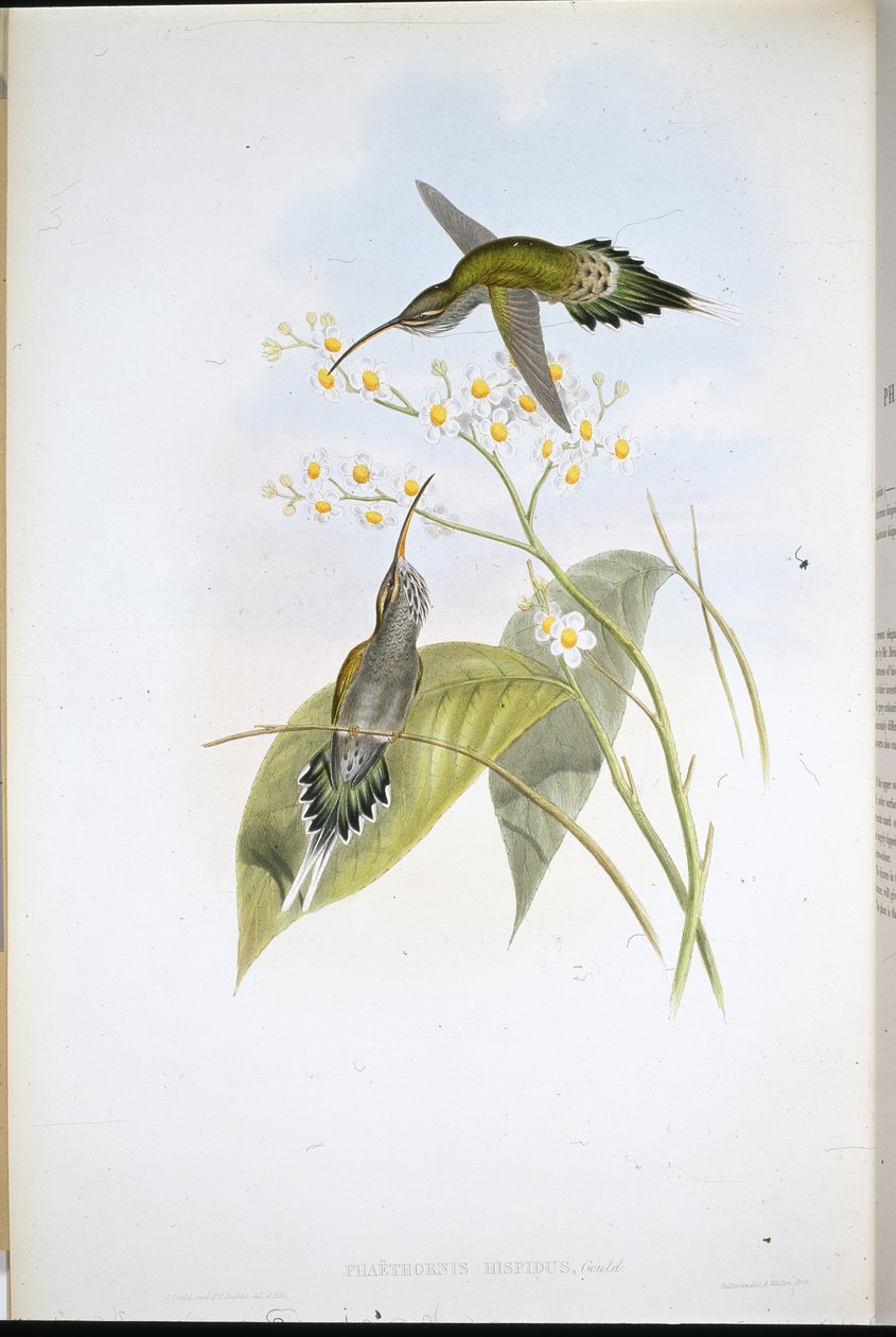 Harige Heremiet door John (after) Gould