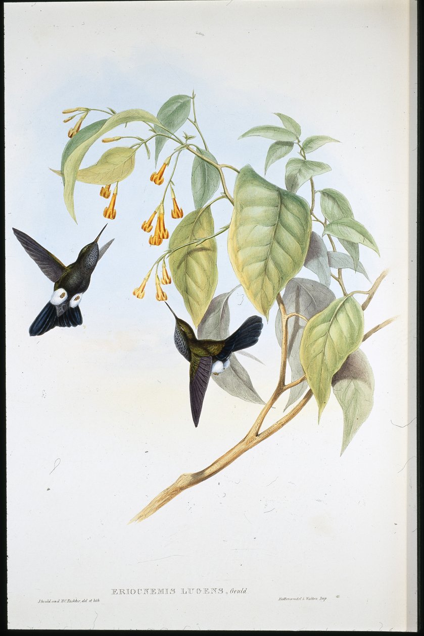 Grijze Pluimpoot (Eriocnemis Lugens) door John (after) Gould