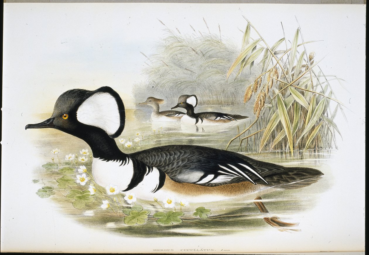 Kapmeeuw door John (after) Gould