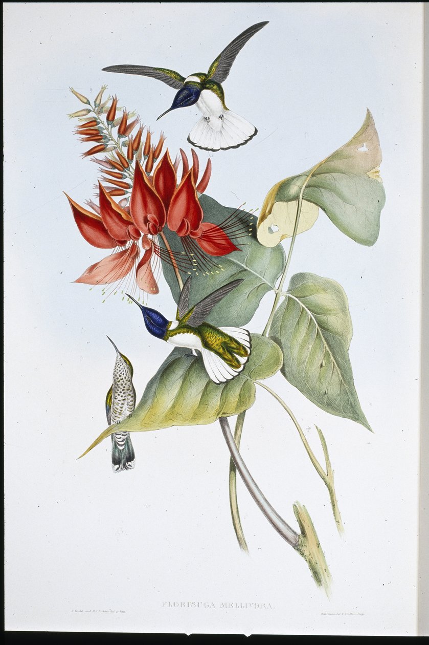 Jacobin door John (after) Gould