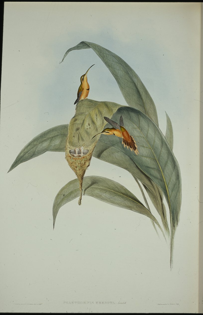 Kleine kluizenaar (Phaethornis eremita) door John (after) Gould