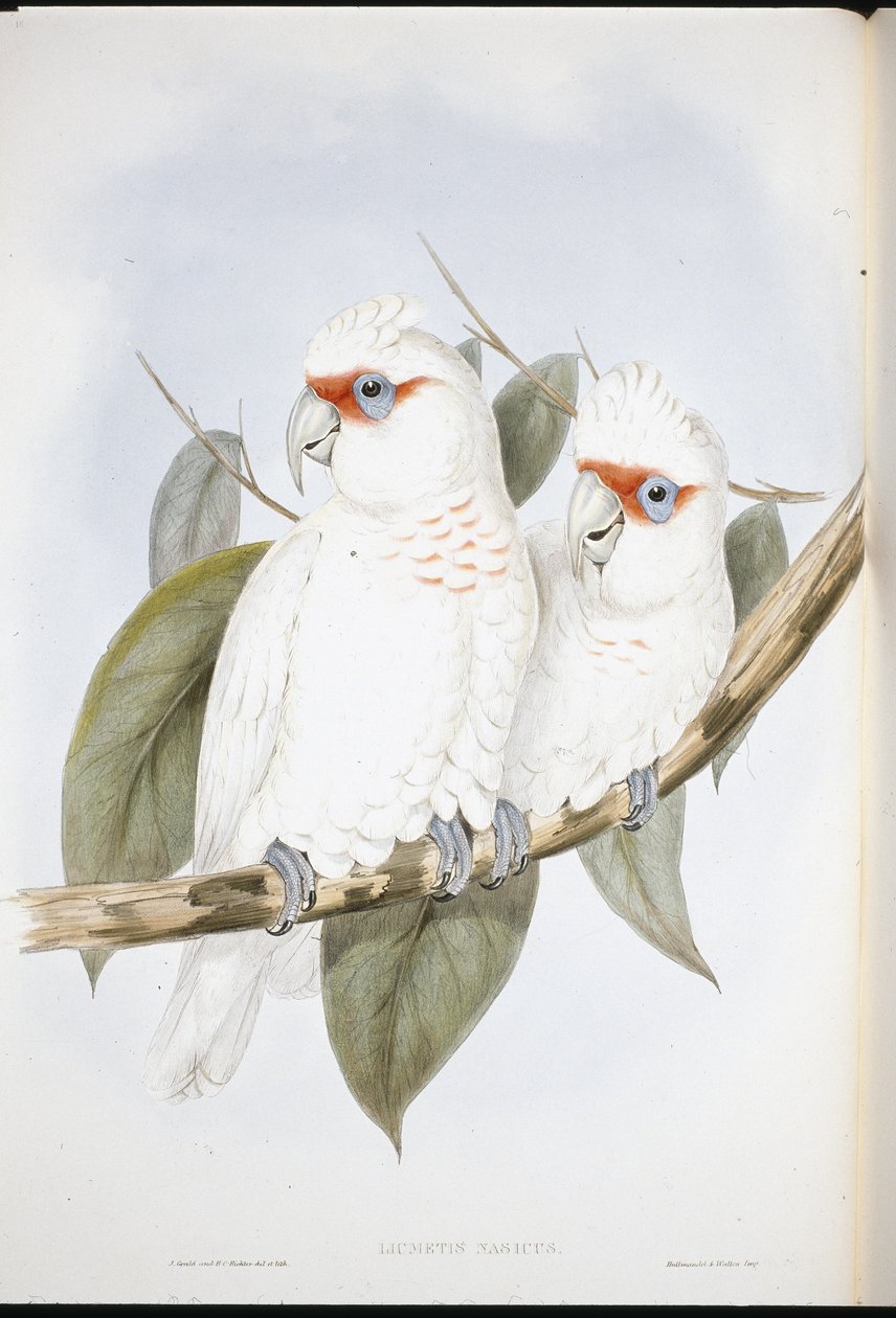 Langsnavelkaketoe door John (after) Gould