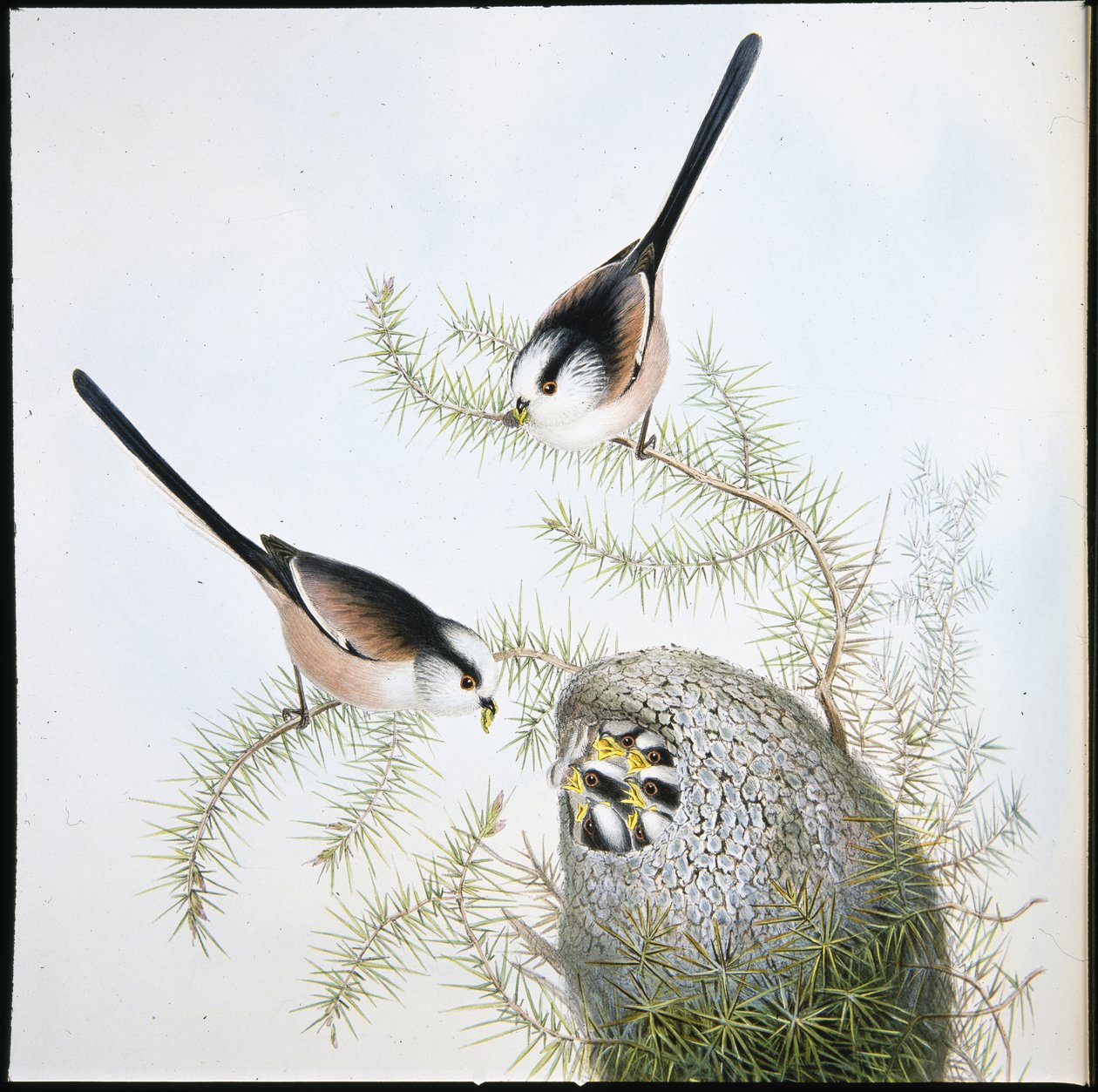 Staartmees door John (after) Gould