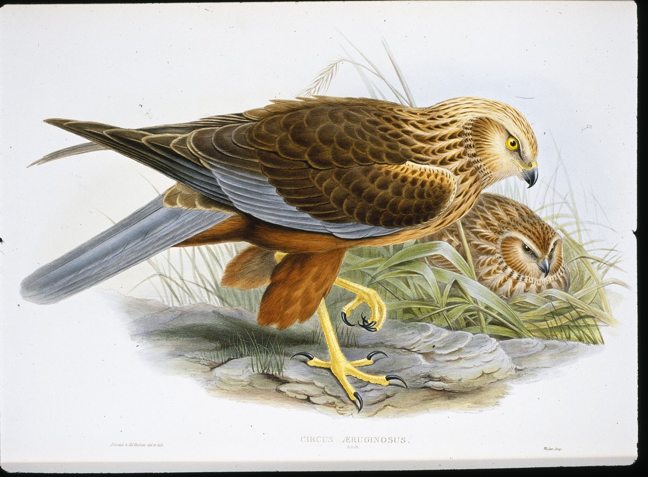 Bruine kiekendief door John (after) Gould