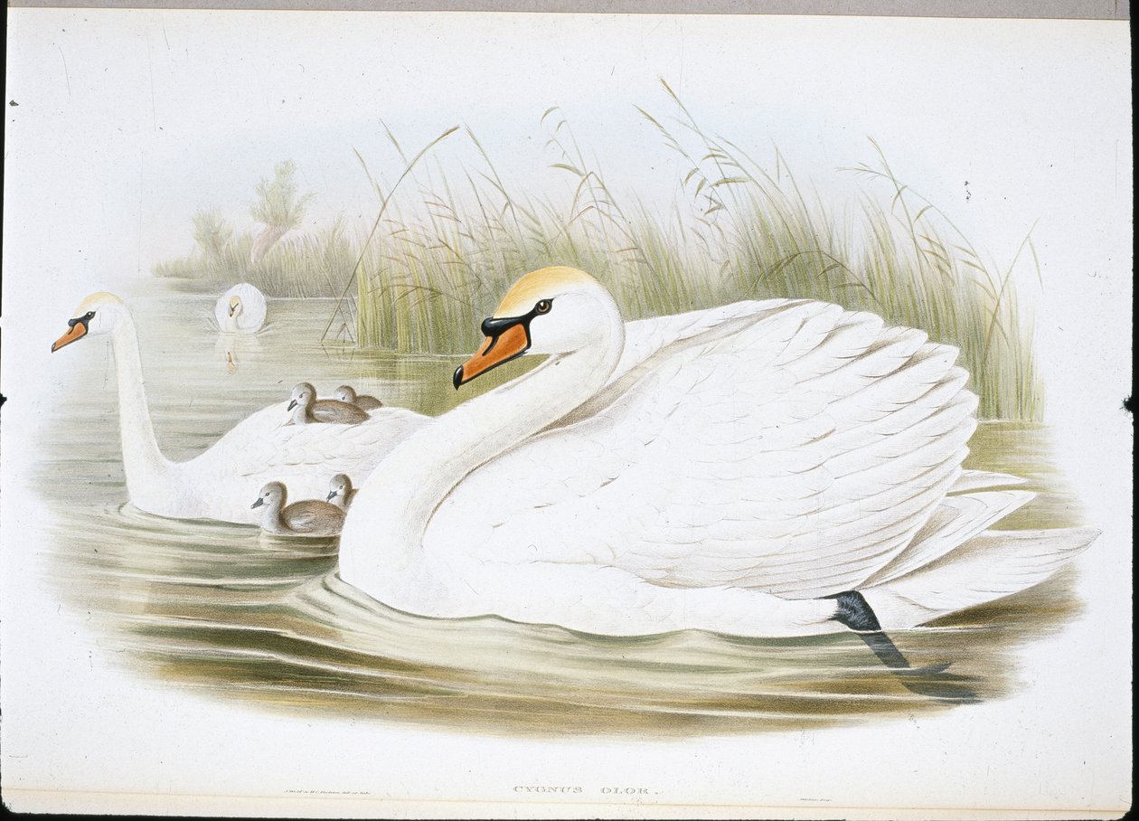 Knobbelzwaan (Cygnus Olor) door John (after) Gould