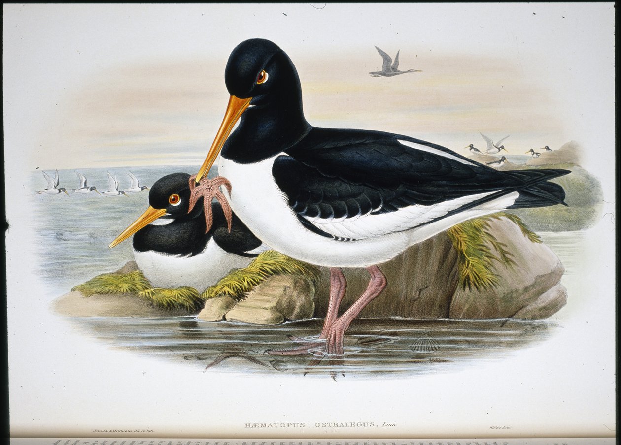 Scholekster (Heamatopus Ostralegus) door John (after) Gould