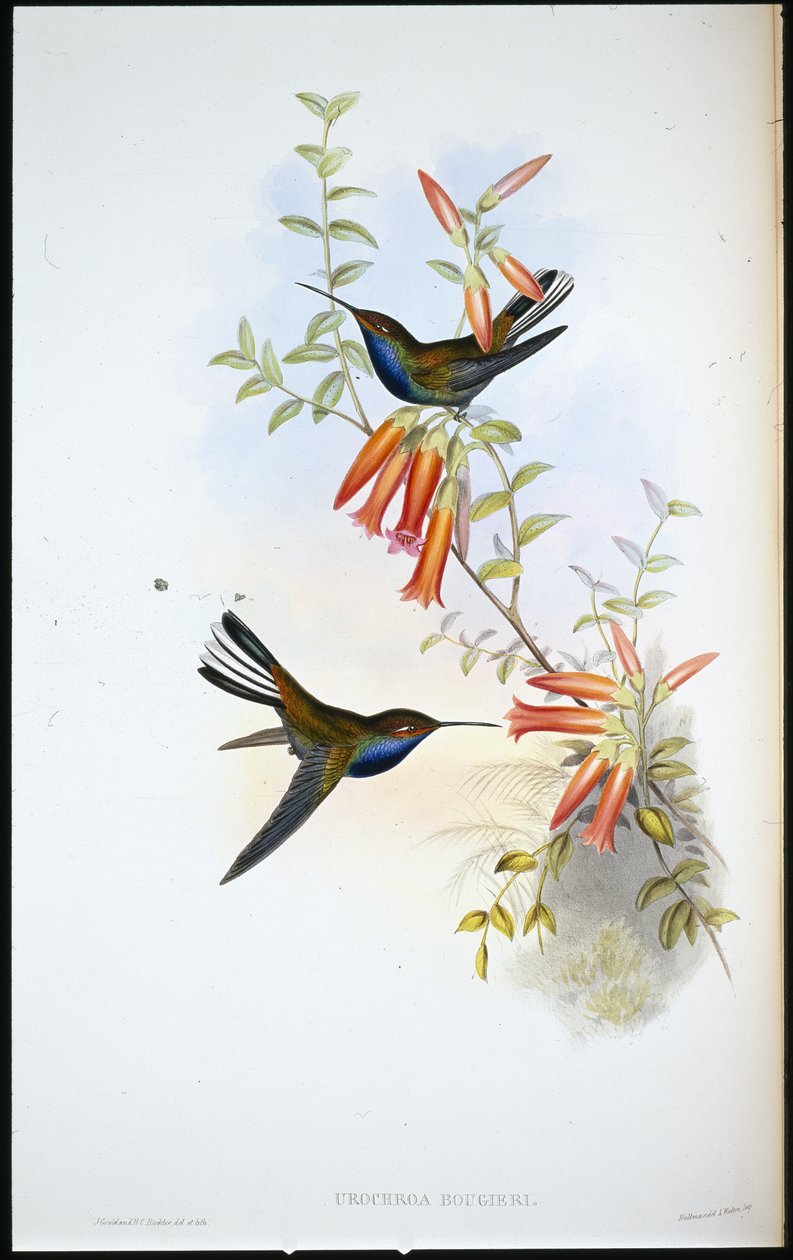 Bonte staartkolibrie (Urochroa Bougieri) door John (after) Gould
