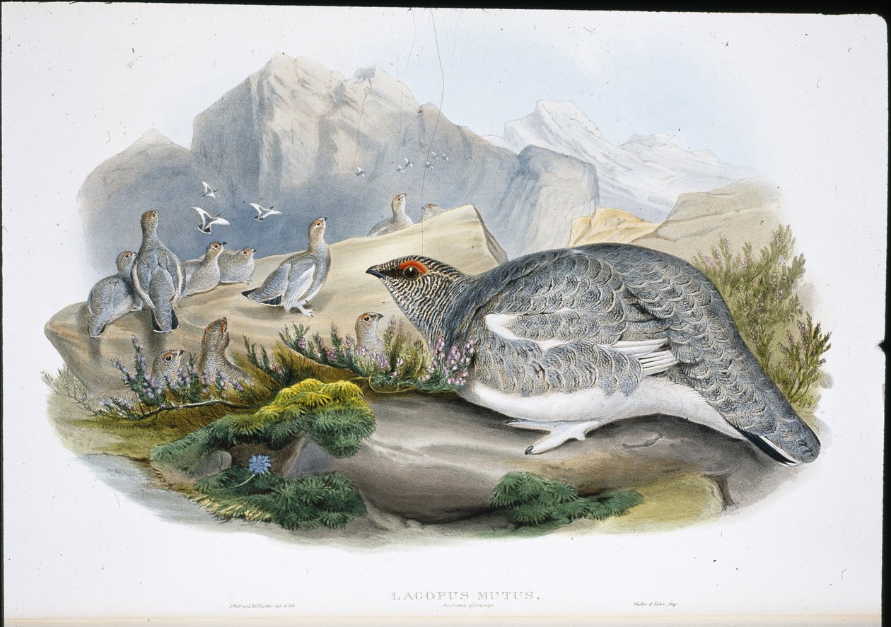 Sneeuwhoen (Herfstkleed) (Lagopus Mutus) door John (after) Gould