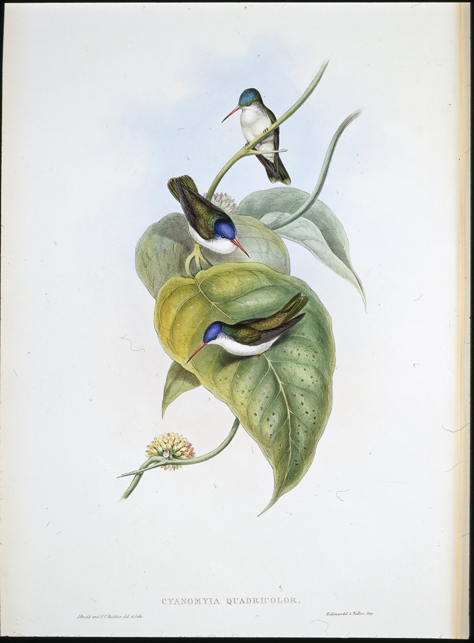 Roodbek-azuurkroon (Cyanomyia Quadricolor) door John (after) Gould