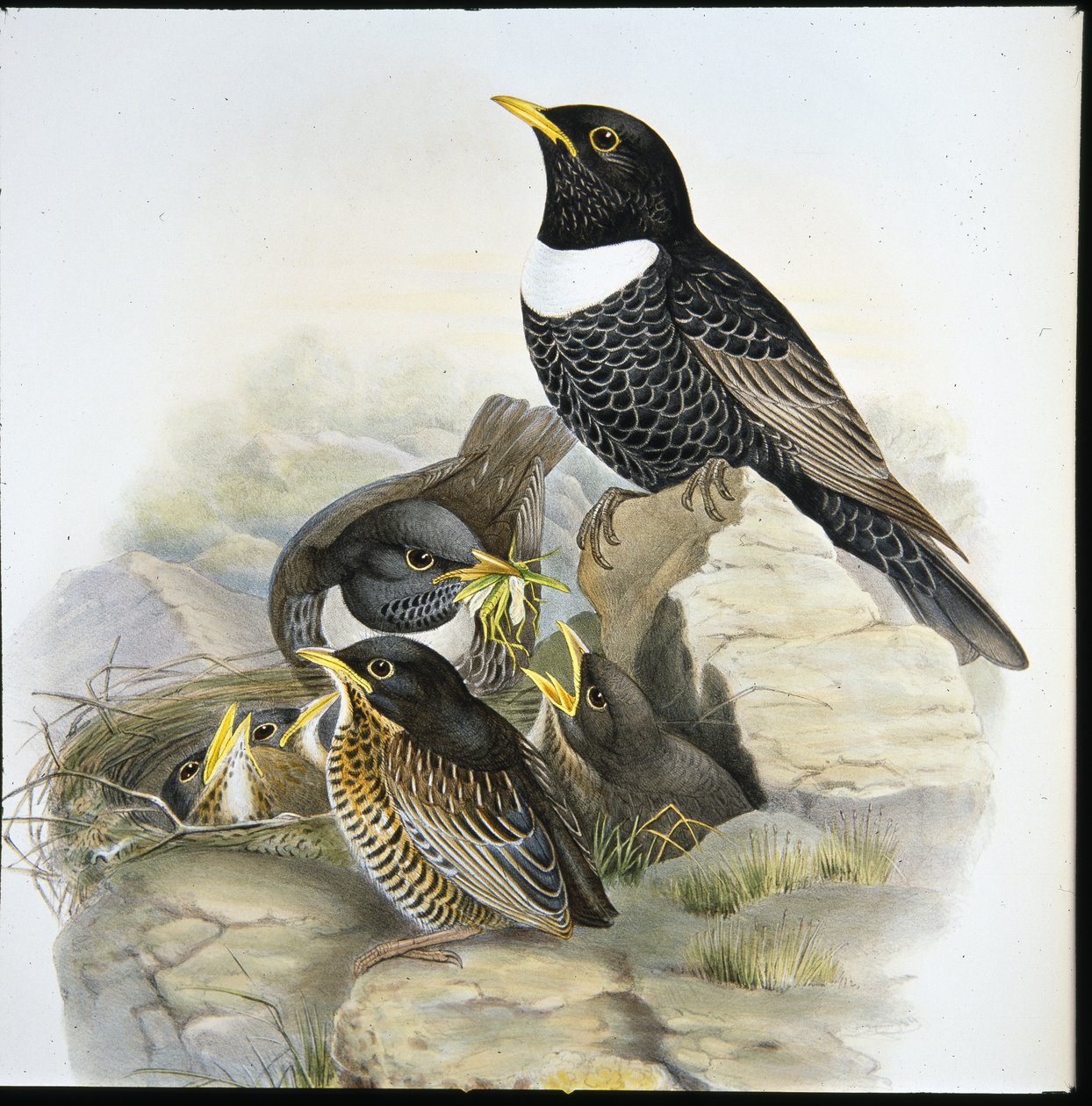 Beflijster (Mer Ulatorquata) door John (after) Gould