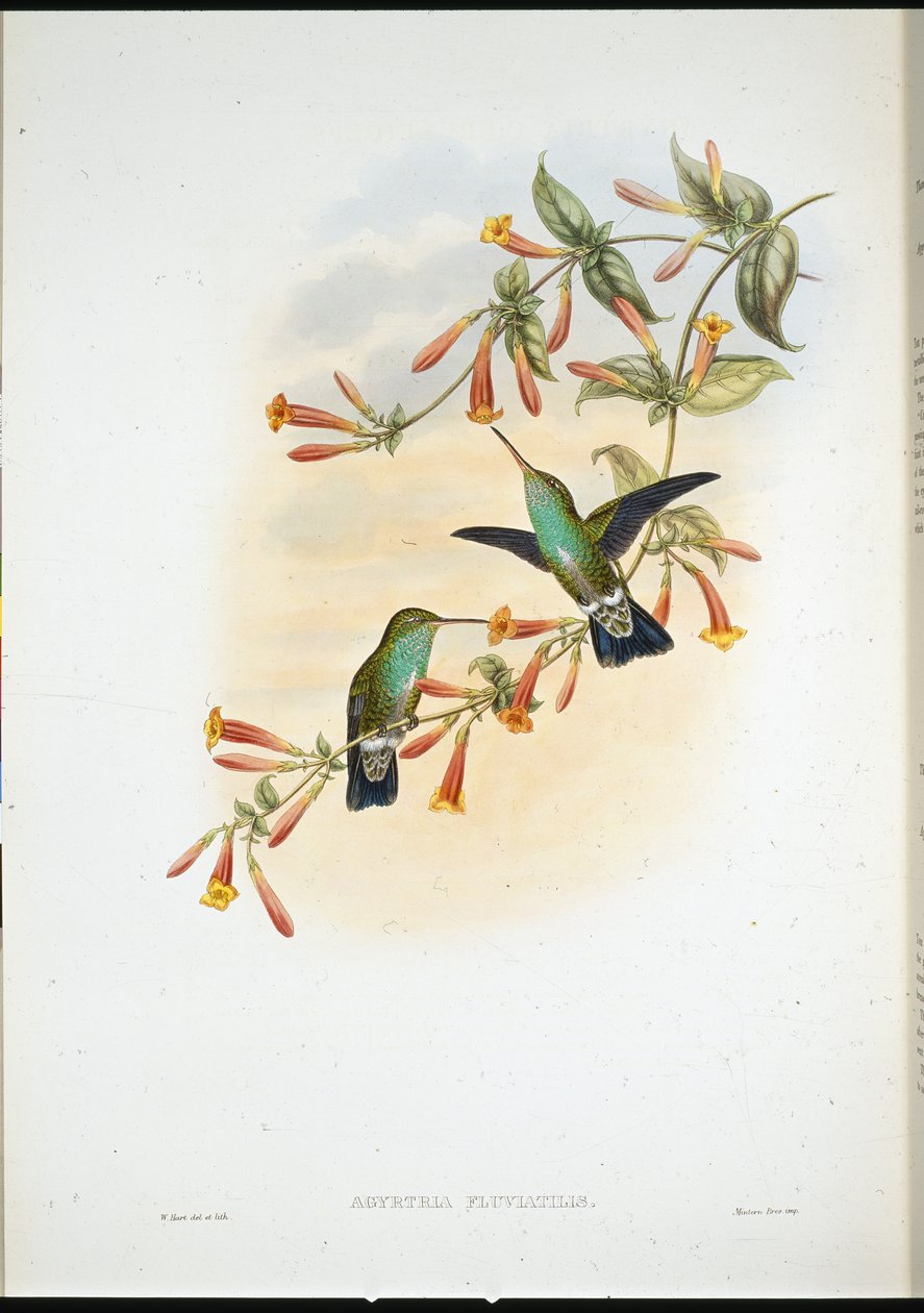 Rivier Smaragd door John (after) Gould