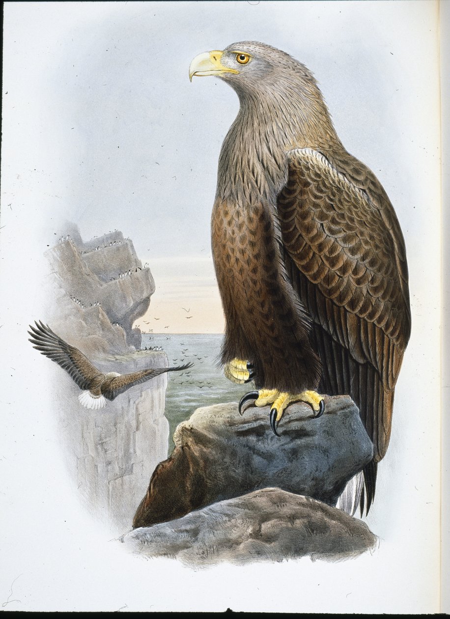Zeearend (Haliaetus Albicilla) door John (after) Gould
