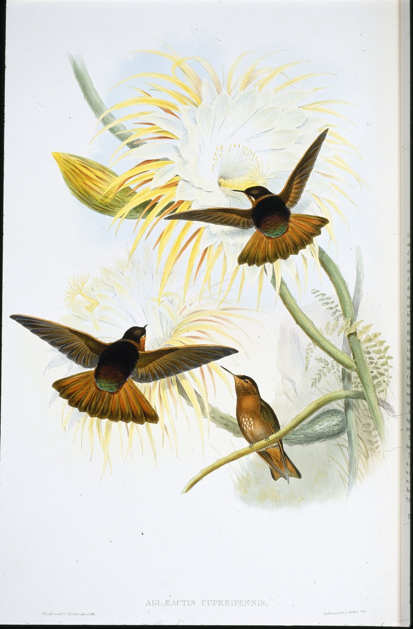 Schitterende zonnestraal (Agliaeactis Cupripennis) door John (after) Gould