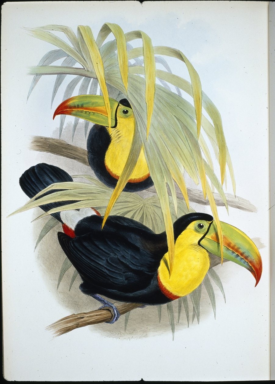 Kortgesnavelde Toekan door John (after) Gould