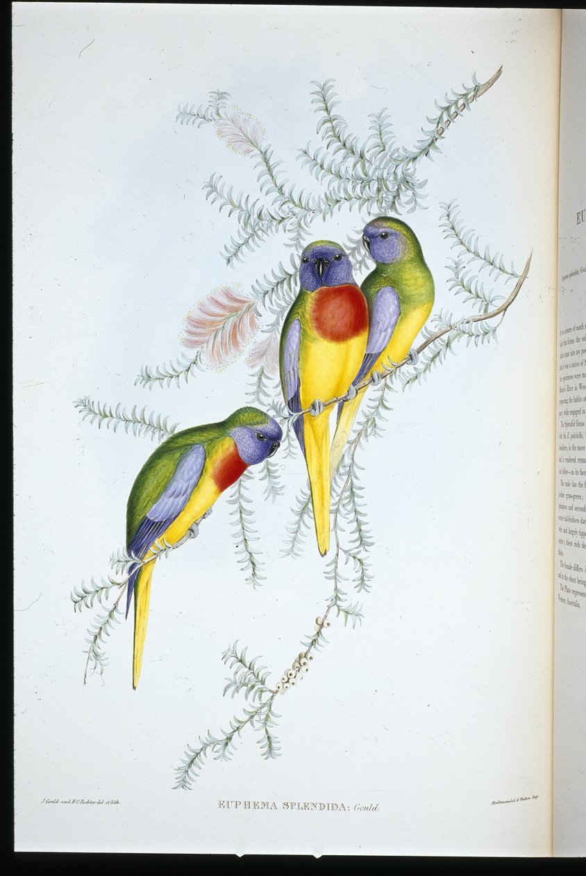 Prachtige Grasparkiet door John (after) Gould