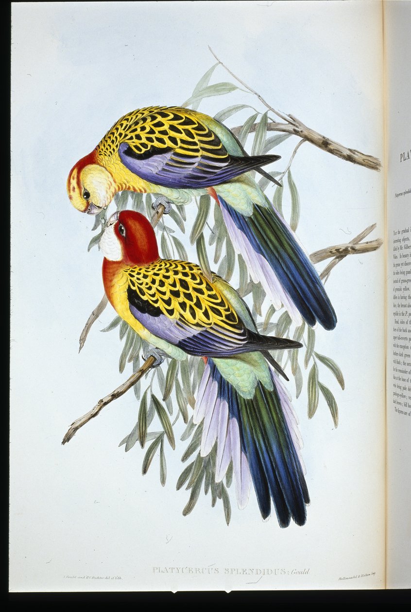 Prachtparkiet (palatycercus Splendidus) door John (after) Gould