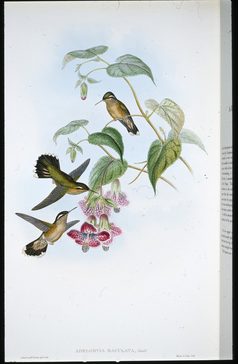 Gevlekte Adelomyia (Adelomyia Maculata) door John (after) Gould
