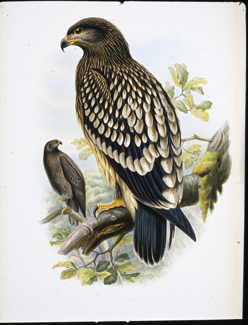 Schreeuwarend (Aquila Naevia) door John (after) Gould