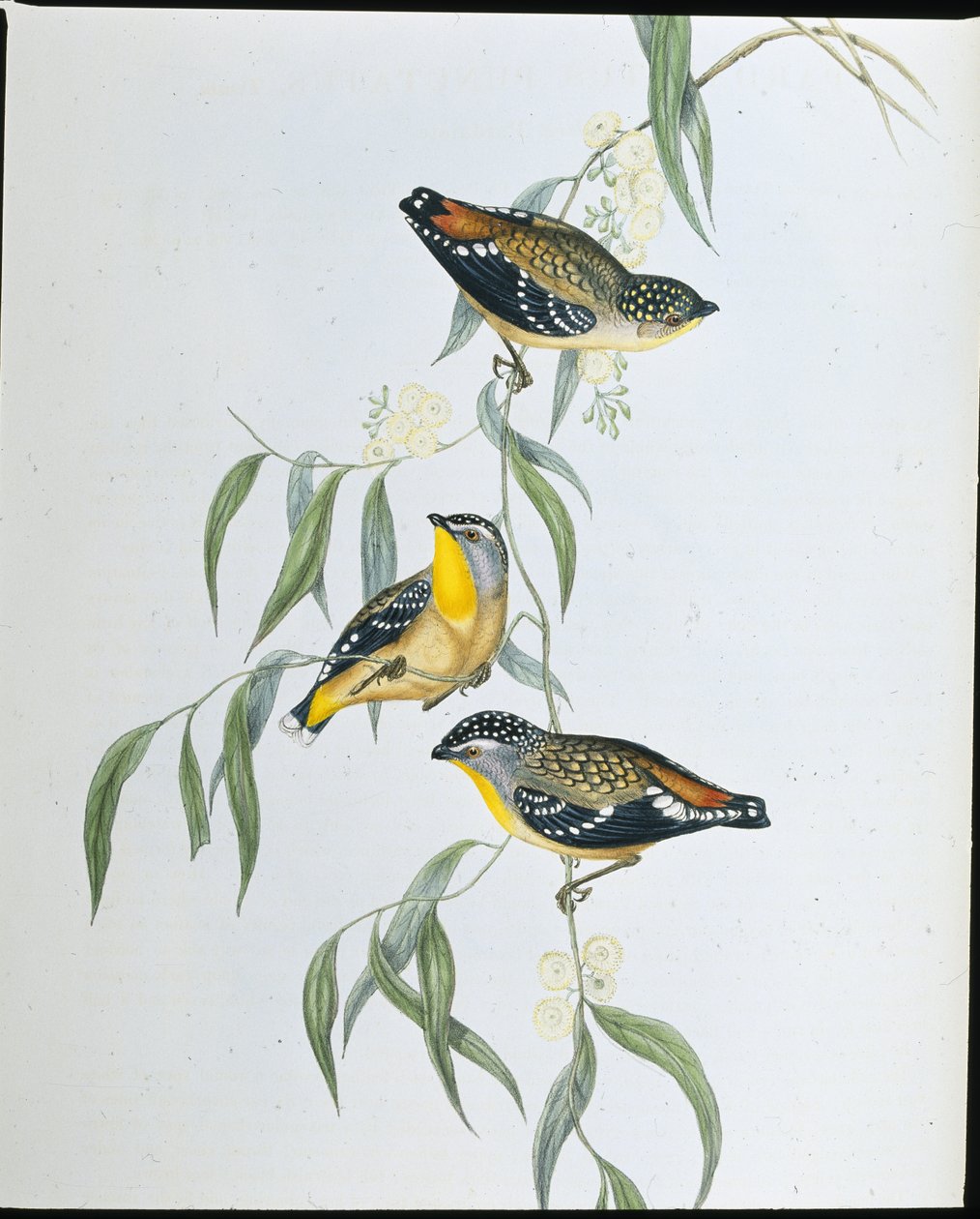 Gevlekte pardalote (Pardalotus Punctatus) door John (after) Gould