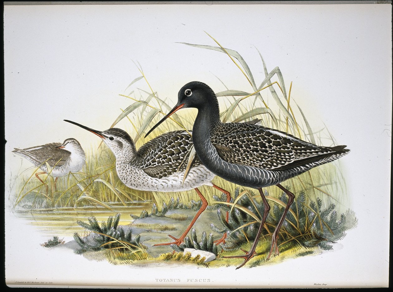 Zwarte ruiter (Totanus Fuscus) door John (after) Gould
