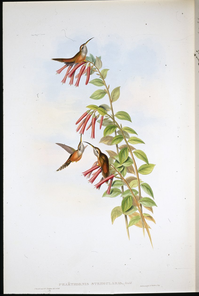 Gestreepte Keelheremiet (Phaethornis Striigularis) door John (after) Gould