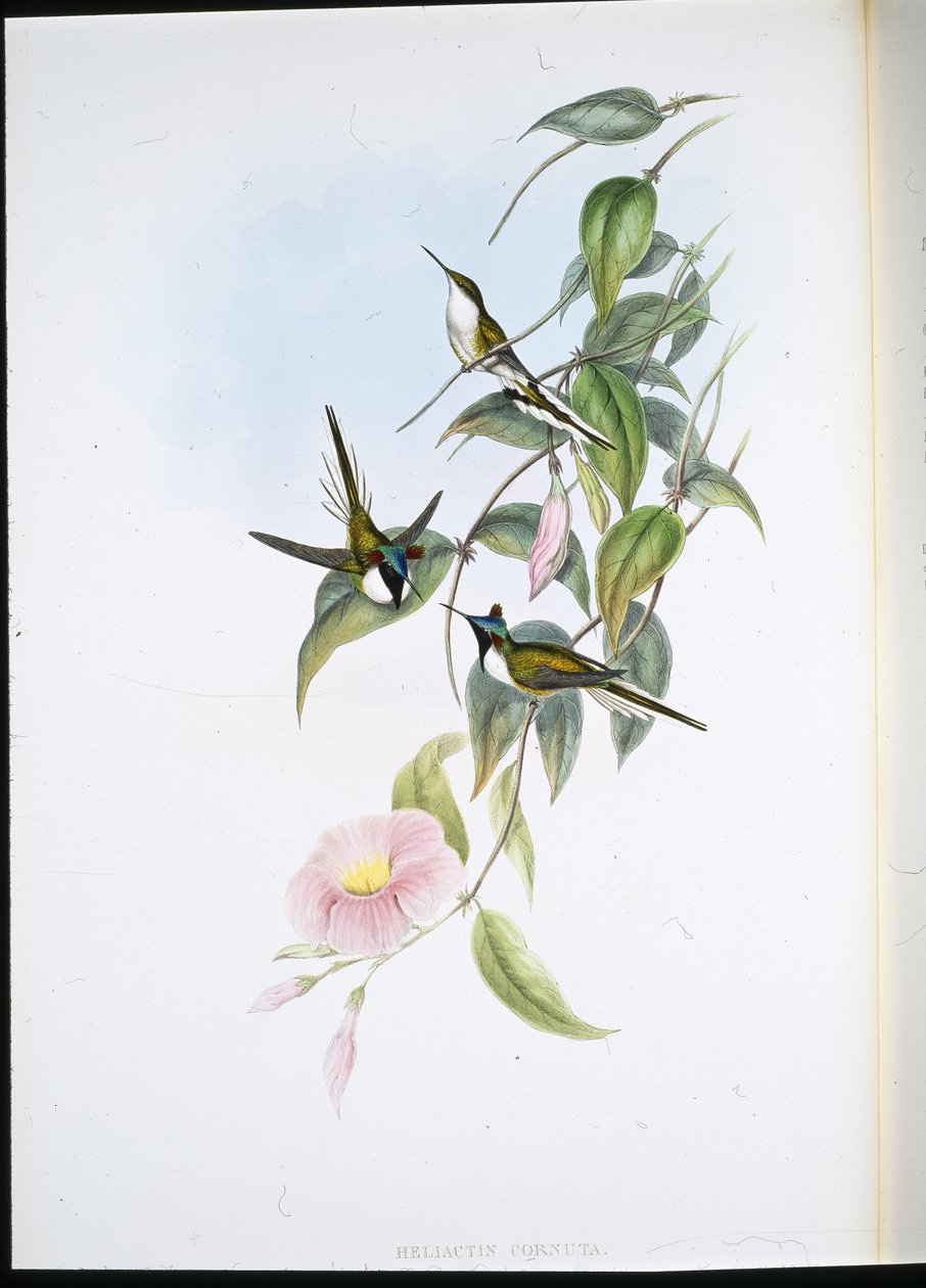Zonjuweel (Heliactin Cornuta) door John (after) Gould
