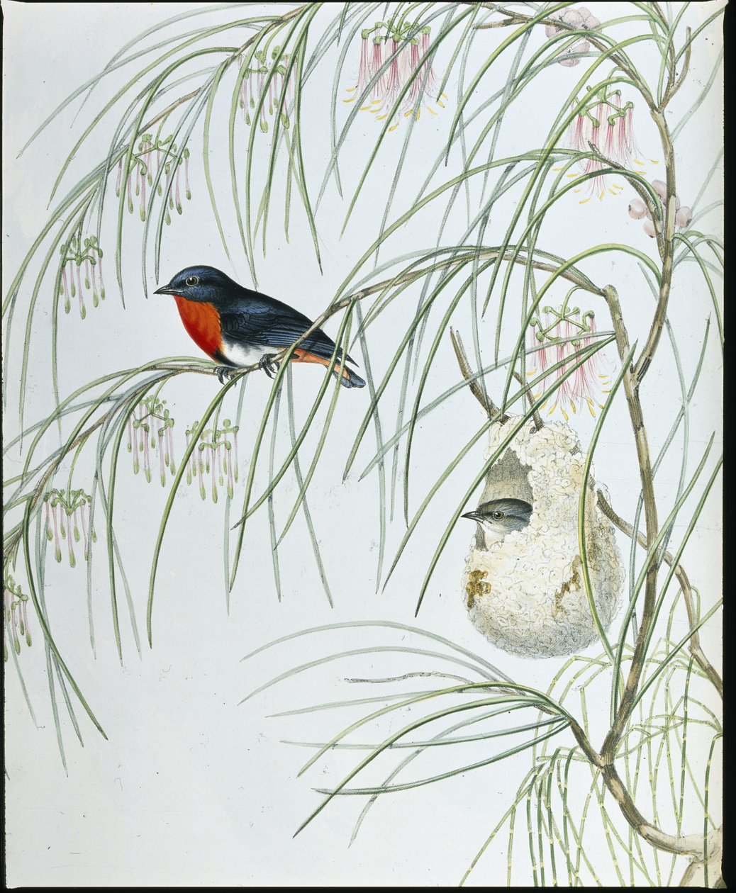 Zwaluw Dicaeum door John (after) Gould