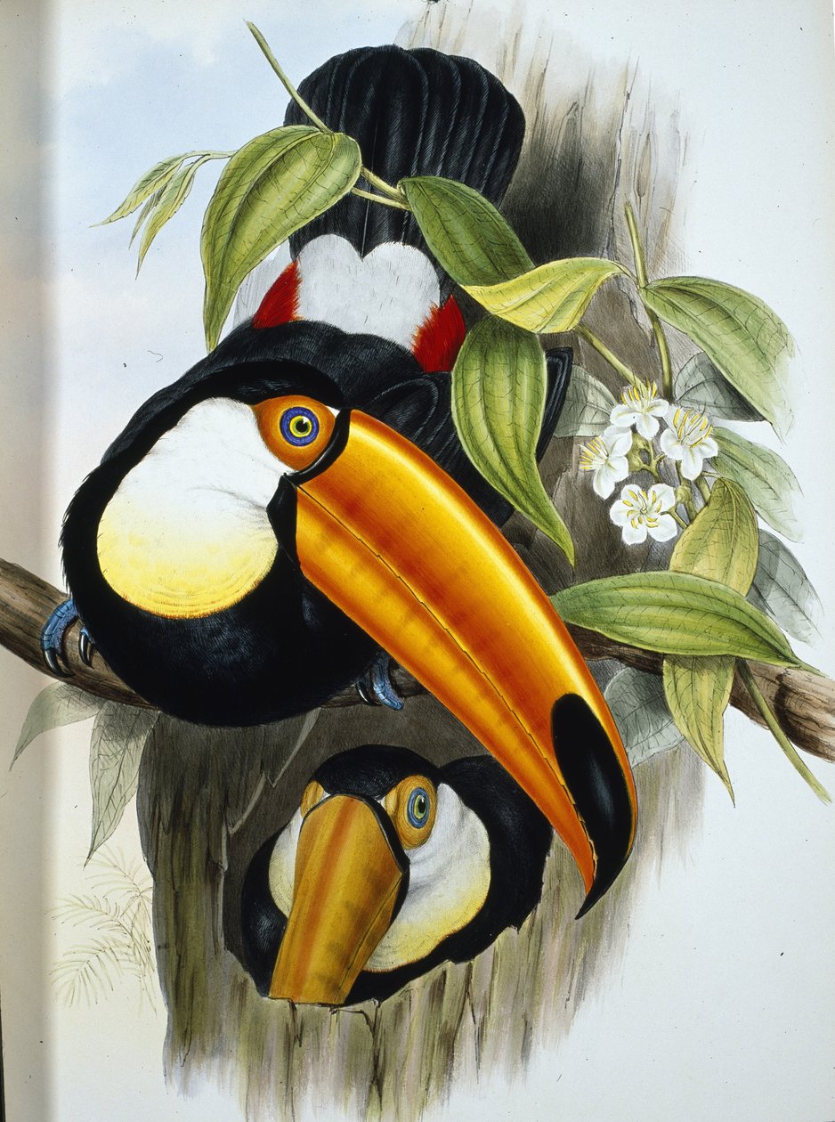 Toco toekan (Ramphastos Toco) door John (after) Gould