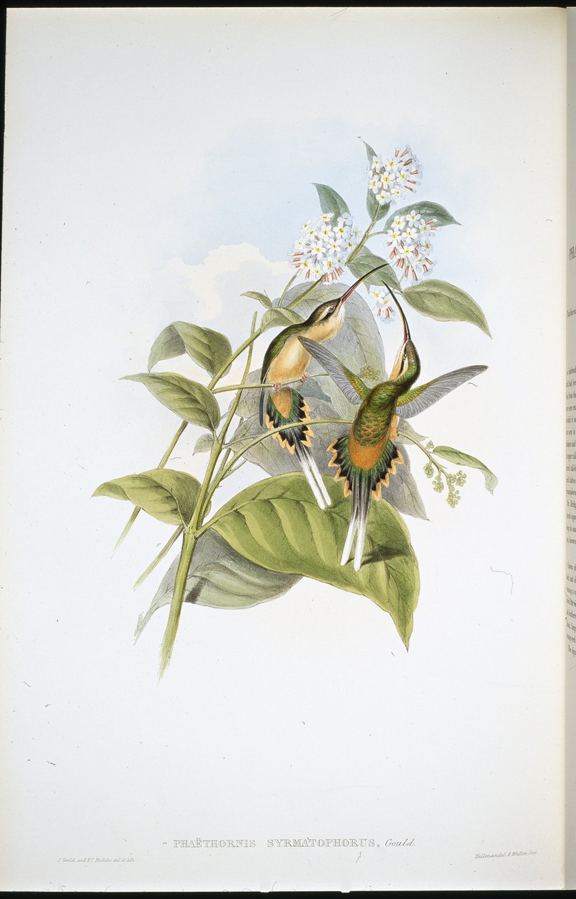 Trein-dragende Heremiet door John (after) Gould