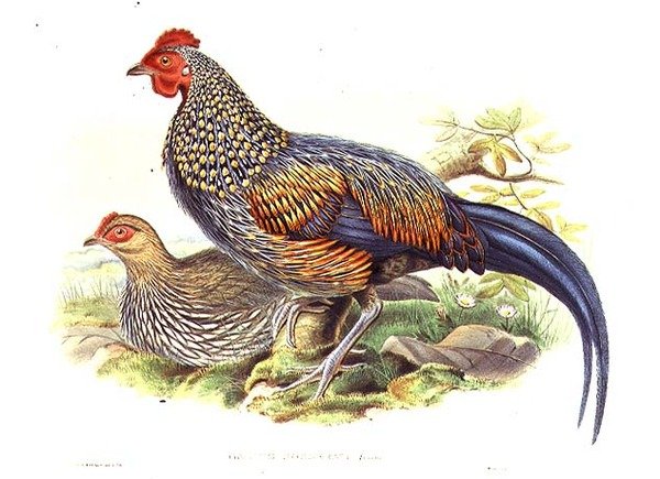 Twee Aziatische Fazanten (Gallus Sonneratii) gegraveerd door de kunstenaar en William Hart (litho) door John (after) Gould