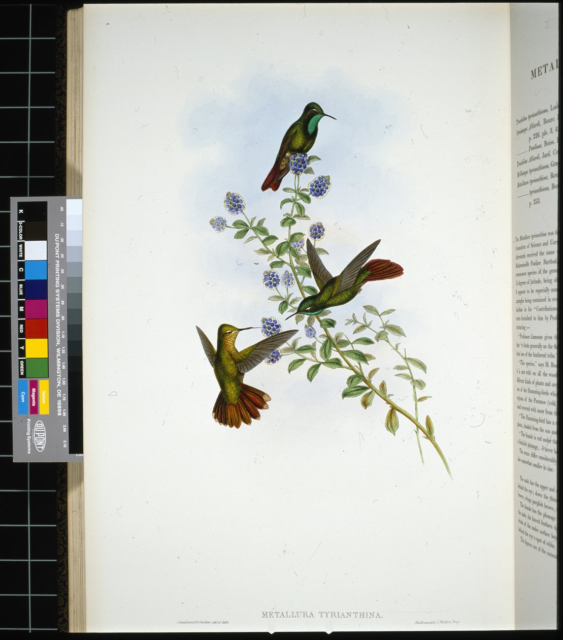 Tyriaanse staart (metallura Tyrianthina) door John (after) Gould