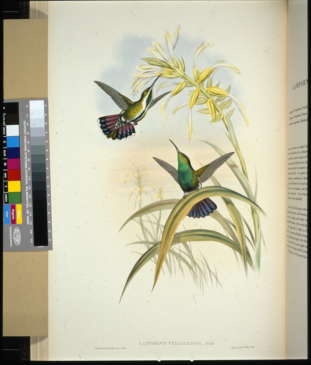 Veraguan Mango (lampornis veraguensis) door John (after) Gould