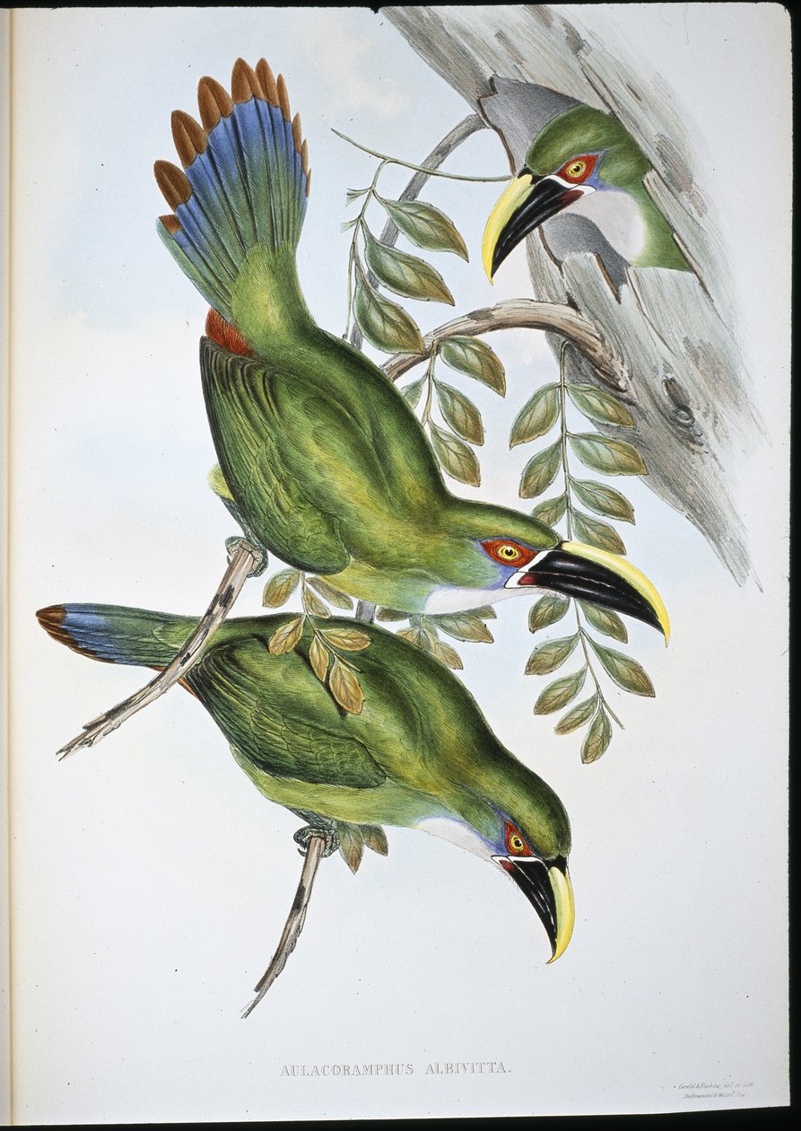 Witbandgroefsnavel toekan (Aulacoramphus Albivitta) door John (after) Gould