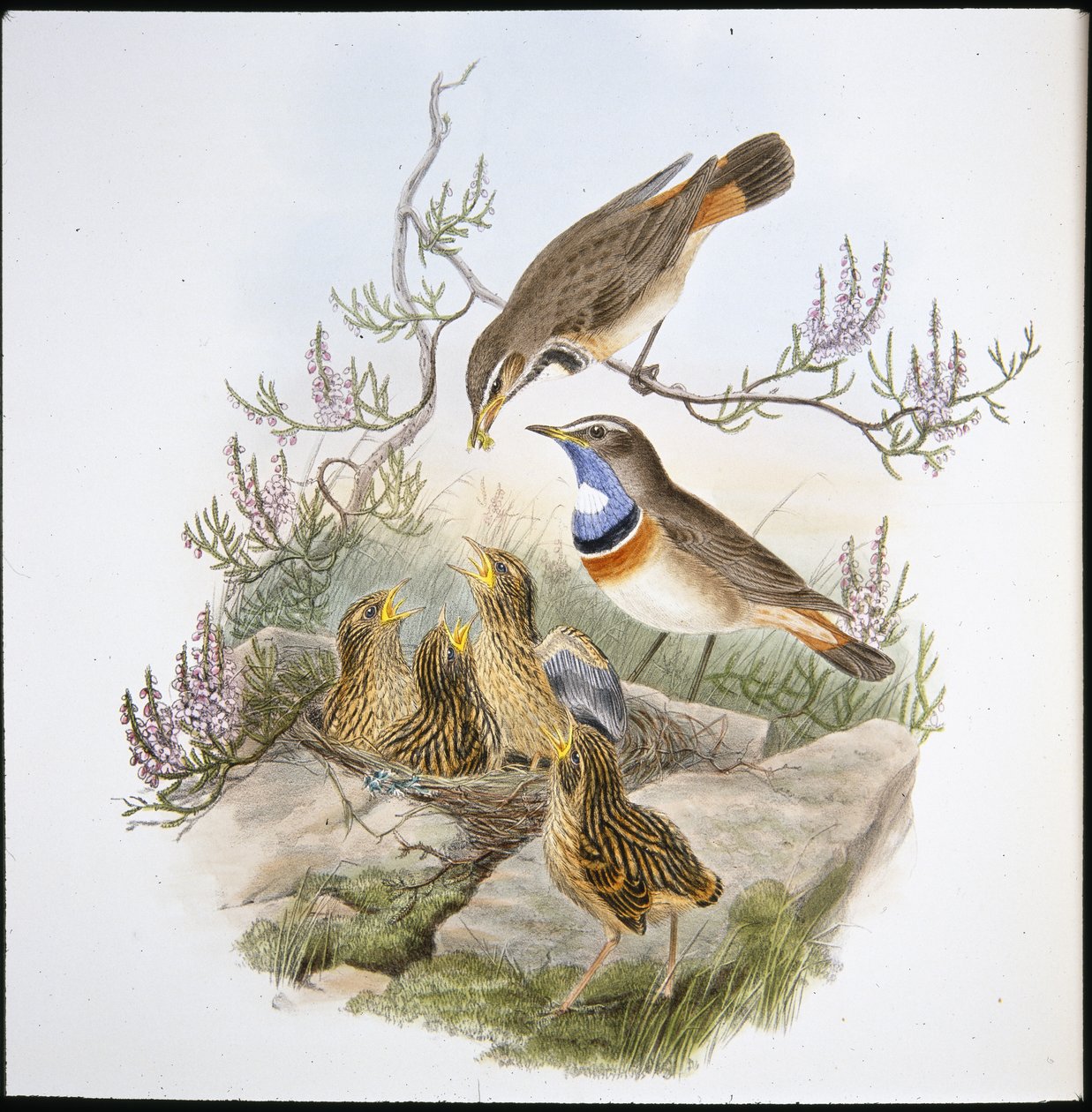Witkeelblauwborst door John (after) Gould